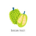 Durian fruit flat vector illustration