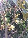 Durian Fruit Flowers Royalty Free Stock Photo