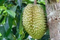 Durian fruit