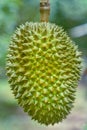 Durian fruit.Fresh durian. Royalty Free Stock Photo