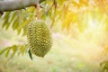 Durian fruit hanging on the durian tree in the garden Royalty Free Stock Photo