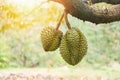 Durian fruit hanging on the durian tree in the garden orchard tropical summer fruit waiting for the harvest nature farm on the