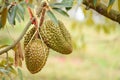 Durian fruit hanging on the durian tree in the garden orchard tropical summer fruit waiting for the harvest nature farm on the