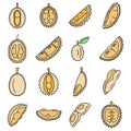 Durian fruit icons set vector color