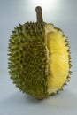 Durian fruit, isolated on gray background. Royalty Free Stock Photo