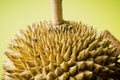 Durian fruit isolated