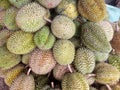 Durian fruit in large numbers, some are green and some are yellow Royalty Free Stock Photo