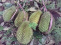 durian fruit from murir forest in the middle of Ambon, Maluku Royalty Free Stock Photo