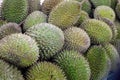 Durian fruit natural abstract background Royalty Free Stock Photo