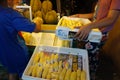 Durian fruit in packages on sale in market, yellow durian in packaging as seasonal fruit of Thailand