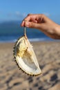 Durian fruit piece, fresh eating on the beach