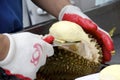 Durian Fruit