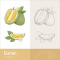 Durian fruit Royalty Free Stock Photo