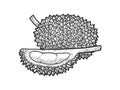 Durian fruit sketch vector illustration