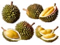 Durian fruit with slices isolated on white, Durian fruit and ripe durian cut in half Royalty Free Stock Photo