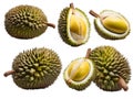 Durian fruit with slices isolated on white, Durian fruit and ripe durian cut in half Royalty Free Stock Photo