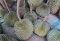 Durian fruit Royalty Free Stock Photo