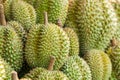 Durian fruit in Thailand has a sweet taste Royalty Free Stock Photo