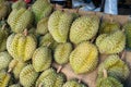 Durian,the fruit in Thailand. tropical fruit delicious, sweet and good smell sale at market Royalty Free Stock Photo
