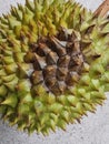 Durian fruit, a thorny fruit with strong order