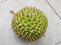 Durian fruit, a thorny fruit with strong order