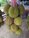 Durian fruit tied with plastic rope and hung, which is widely sold in Indonesian traditional markets