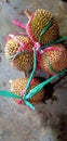 The durian fruit is tied with a raffia rope so that it is easy to carry it without being hurt by the thorns on the skin. Royalty Free Stock Photo