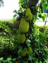 Durian fruit on a tree, close up. Royalty Free Stock Photo