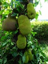 Durian fruit on a tree, close up. Royalty Free Stock Photo