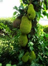 Durian fruit on a tree, close up. Royalty Free Stock Photo