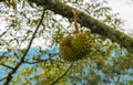 Durian fruit on the tree in the garden Royalty Free Stock Photo