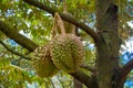 Durian fruit on the tree in the garden Royalty Free Stock Photo