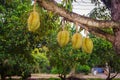 Durian fruit on tree in garden farm Royalty Free Stock Photo