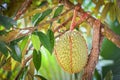 Durian fruit on the durian tree in the garden orchard summer day Royalty Free Stock Photo