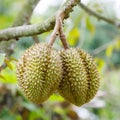 Durian fruit on tree