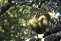 Durian Fruit On Tree,Tropical