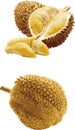durian fruit vector