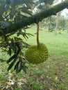 This durian fruit is very beautiful, it will soon fall