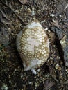 Durian fruit whose thorns have been cleaned. Royalty Free Stock Photo