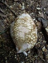 Durian fruit whose thorns have been cleaned. Royalty Free Stock Photo