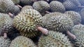 Durian fruits