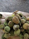 Durian fruits