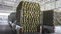 Durian fruits were in the trucks for supplying in the market at Bangkok Thailand