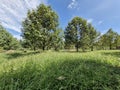 Durian garden in east of Thailand Royalty Free Stock Photo