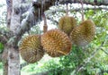 Durian in the garden Royalty Free Stock Photo