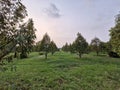 Durian garden in Trat Thailand Royalty Free Stock Photo