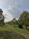 Durian garden in Trat Thailand Royalty Free Stock Photo