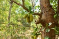 Durian growing in tropical forest Royalty Free Stock Photo