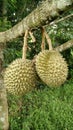 Durian Royalty Free Stock Photo