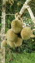 Durian Royalty Free Stock Photo